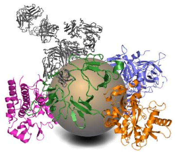 Schematic picture of protein corona formation on a cerium oxide nanoparticle (not in scale)