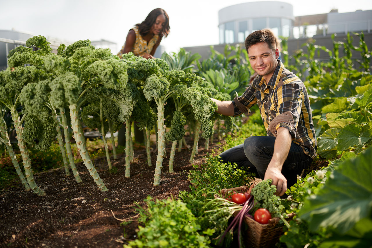 urban gardeners harvest greens