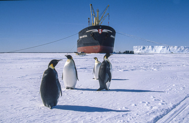 Kejsarpingviner står på isen som en välkomstkommitté. Stena Artica syns i bakgrunden.