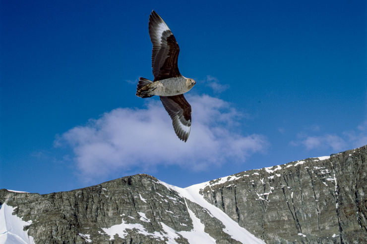 Ispetrell som flyger mot blå himmel och berget.