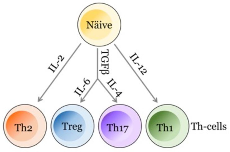 The Th-cells family, the balance between the expression of these cell subtypes is believed to be a key factor in multiple sclerosis.