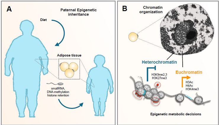 Graph, obesity and epigenetics.