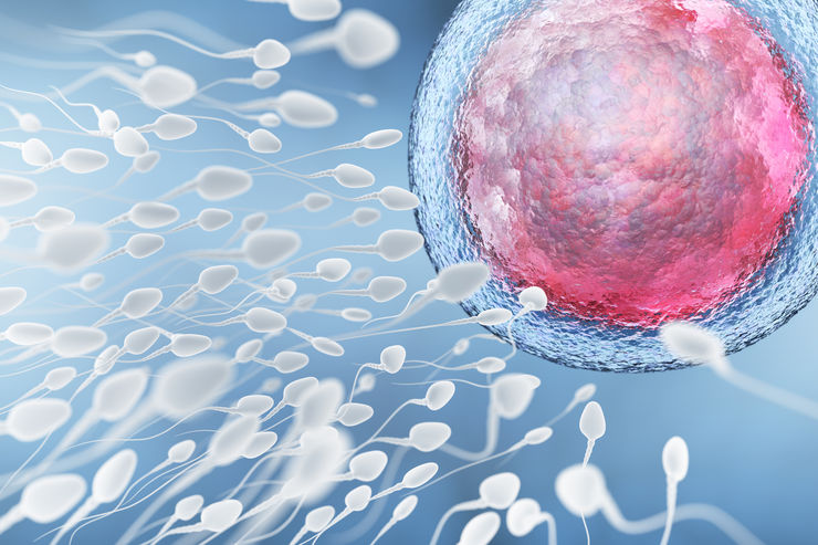 illustration av spermier på väg mot ett ägg