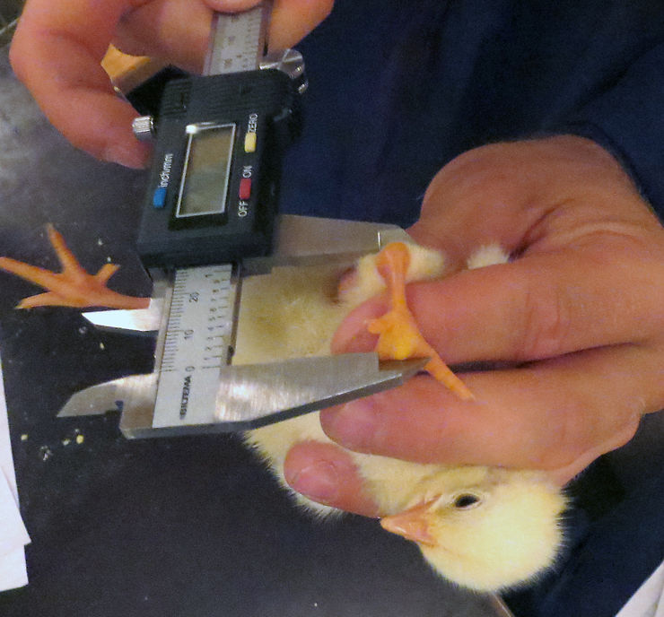 Mätning av kyckling, hand som håller kyckling