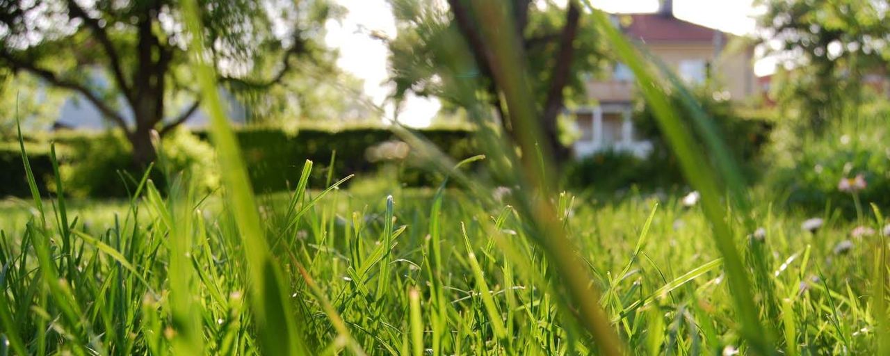 Grass during summer.