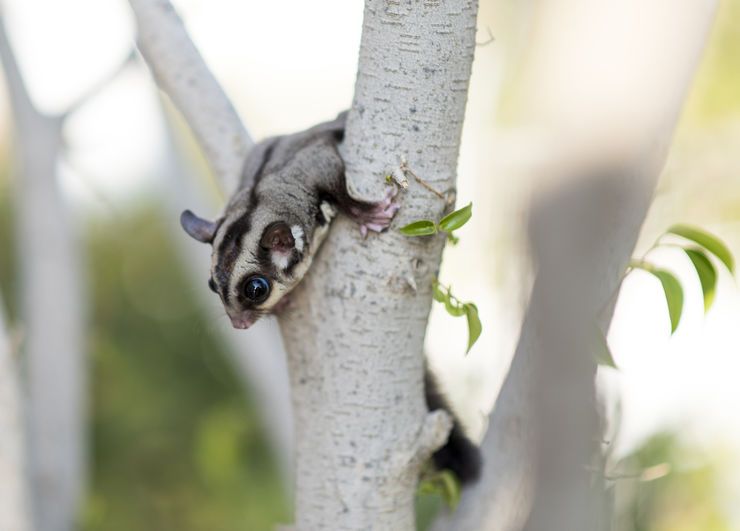A male sugar glider on a tree outdoors.