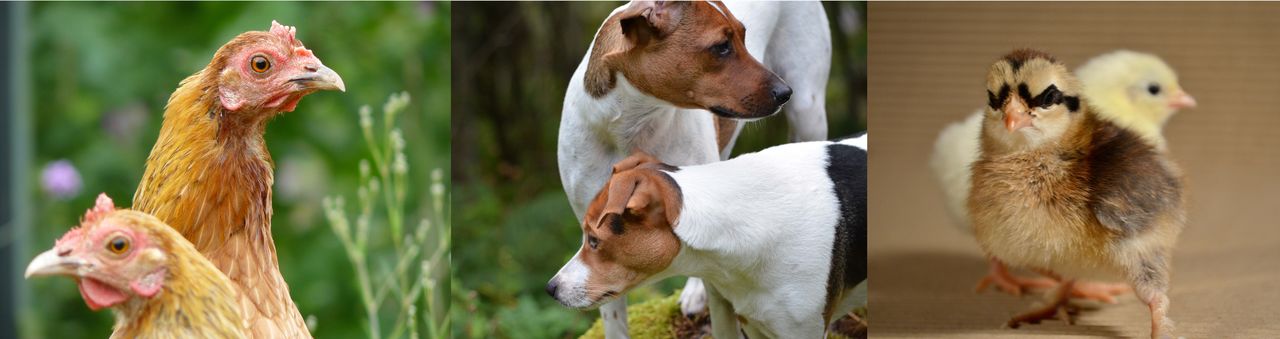 two hens outdoors, two dogs in a forest environment, two chickens in indoor environment