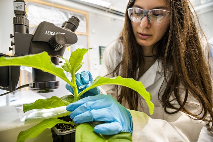 A young woman is touching a plant with an electronic device. She is wearing protective glasses and blue rubber gloves.