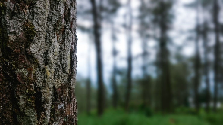 Tallstam med oskarp skog i bakgrunden.