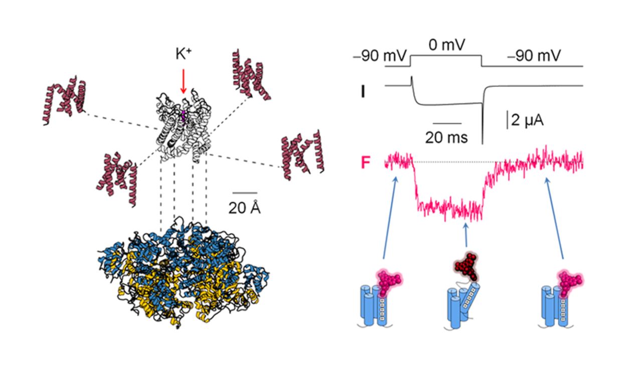 Medium teaser image to the Pantazis Lab at BKV.