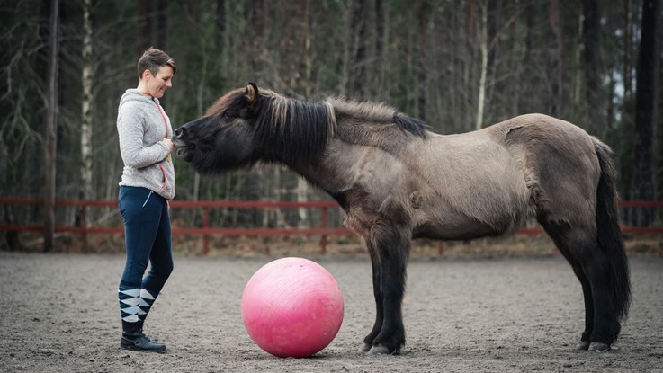 En kvinna, häst och pilatesboll. Hästen har sitt huvud nära en kvinnans händer