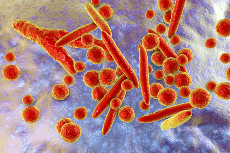Mycoplasma bacteria, 3D illustration showing small polymorphic bacteria which cause pneumonia, genital and urinary infections