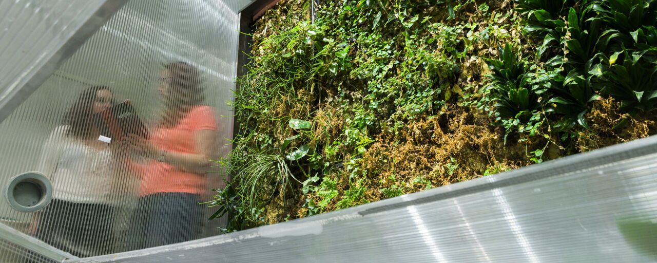 In the foreground plants are growing on a vertical wall, in the background two women are speaking to each other behind a plastic wall