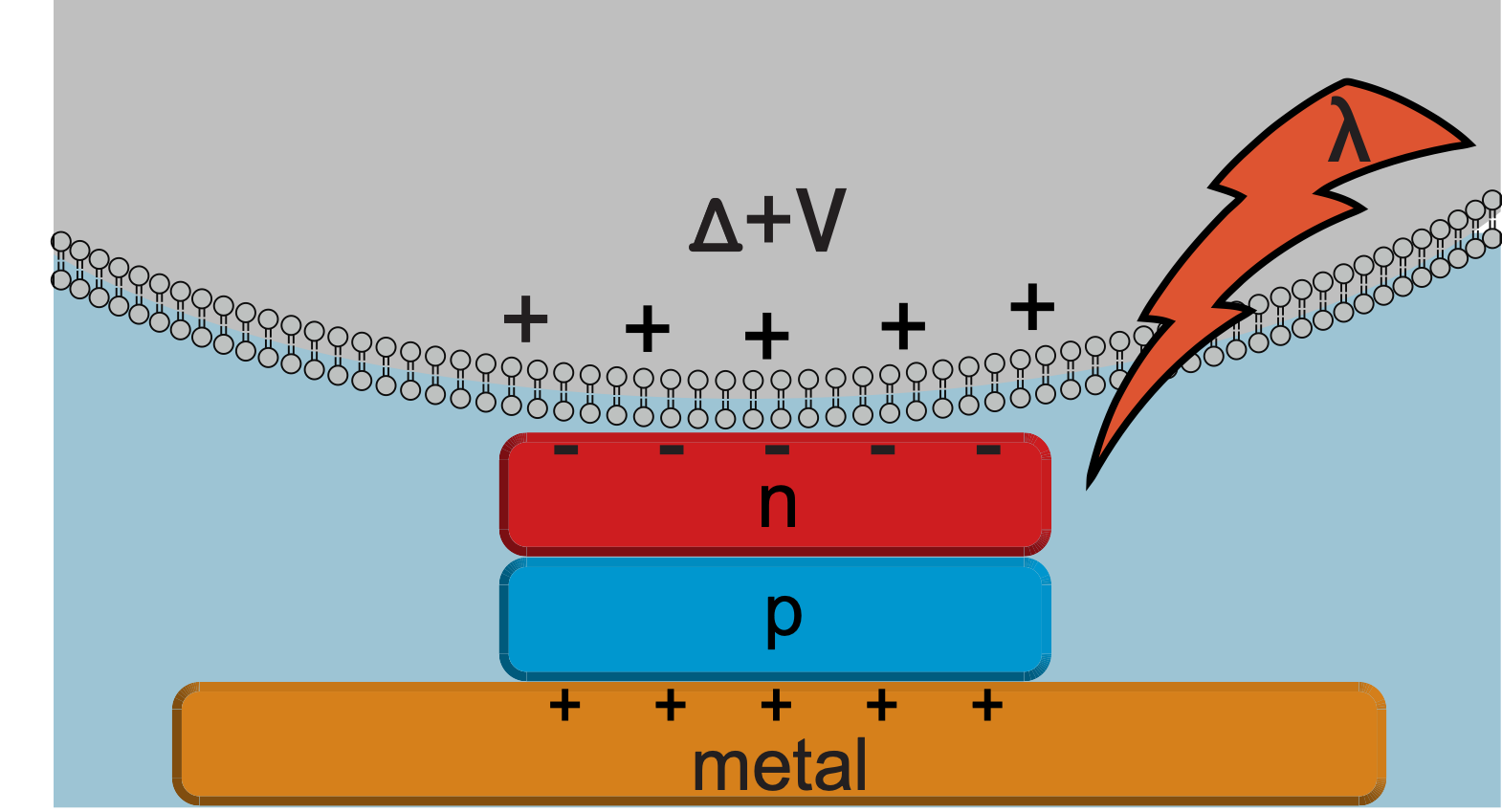 Organic Nanocrystals Linkoping University