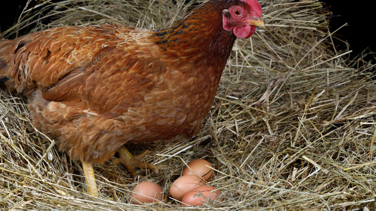 A chicken with four eggs.