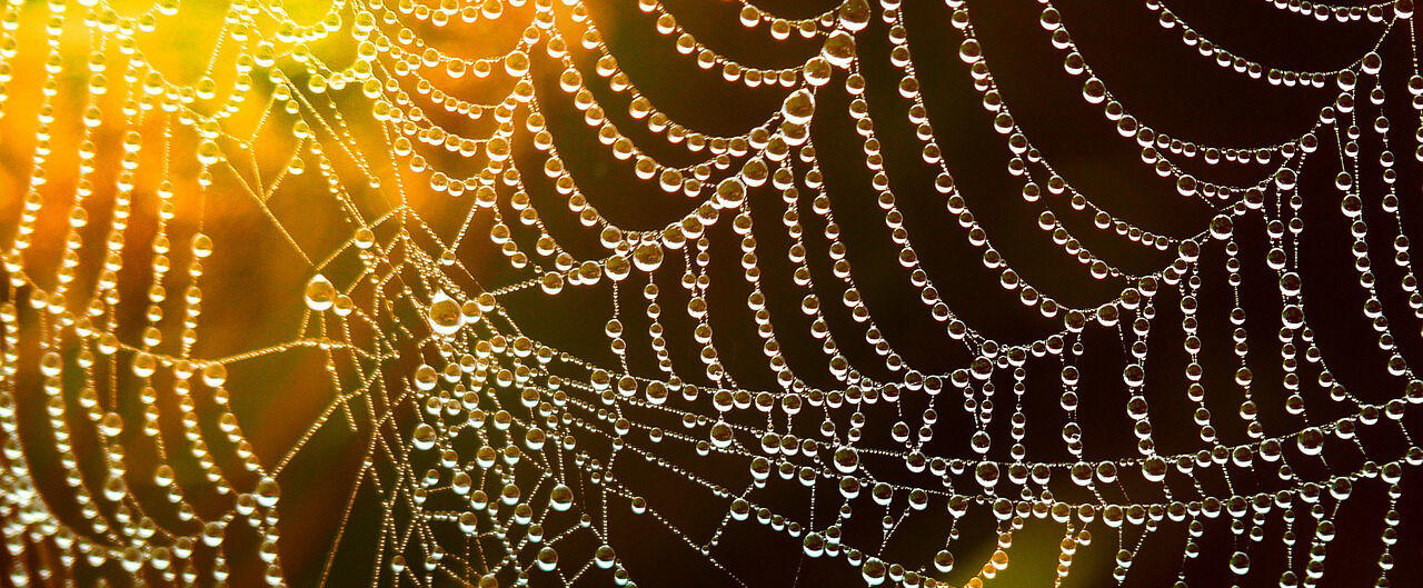 Bild på spindelnät med regndroppar
