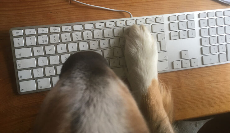 Hund med tass på tangentbordet. Bara hundnosen syns.