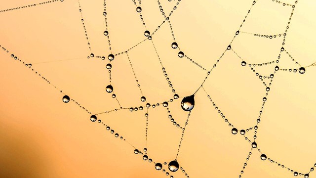 Spider web with yellow background