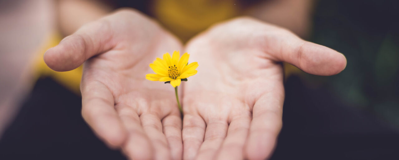 Händer som håller i en gul blomma