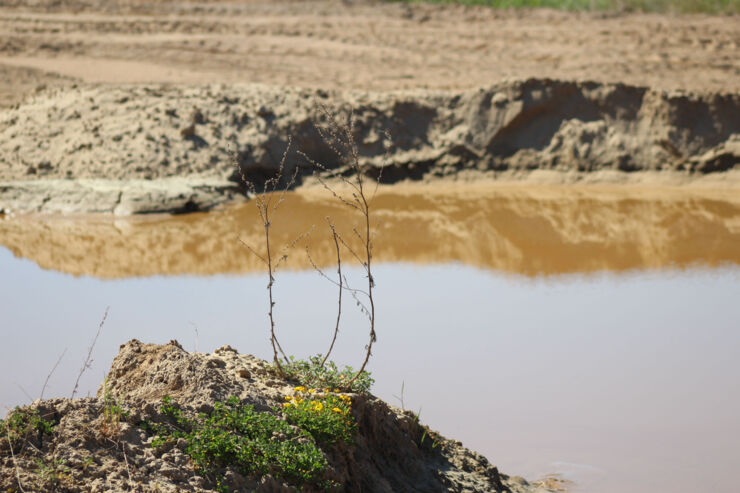 Gränsytor.Blommor som växer i sand och sten