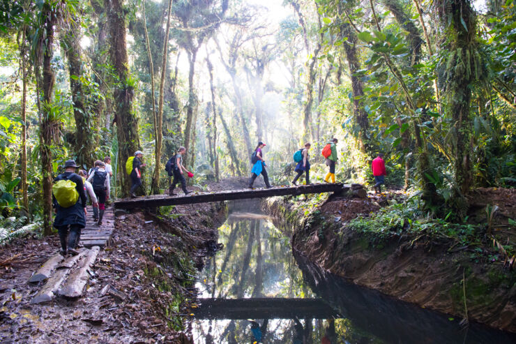 A group of people crosses a bridge in the rainforest