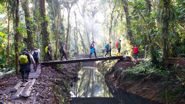 A group of people crosses a bridge in the rainforest