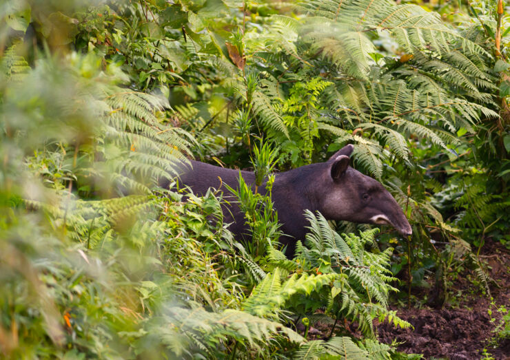 Tapir in the rainforest