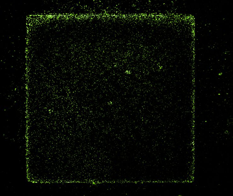 Bakterien som deponerats på gateelektroden, sedd genom ett fluorescensmikroskop.