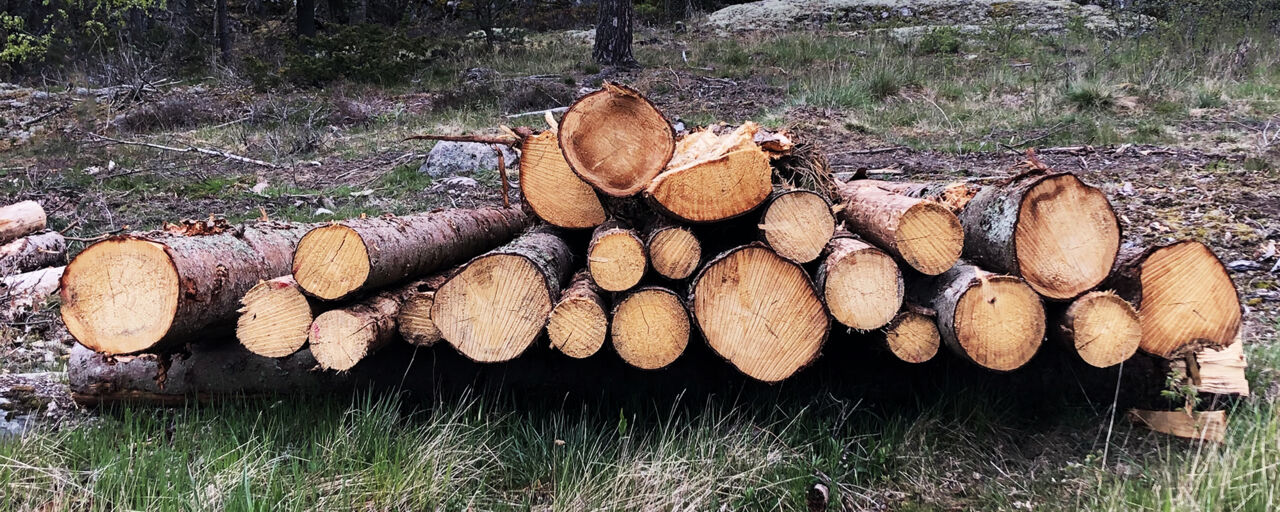 Tree logs