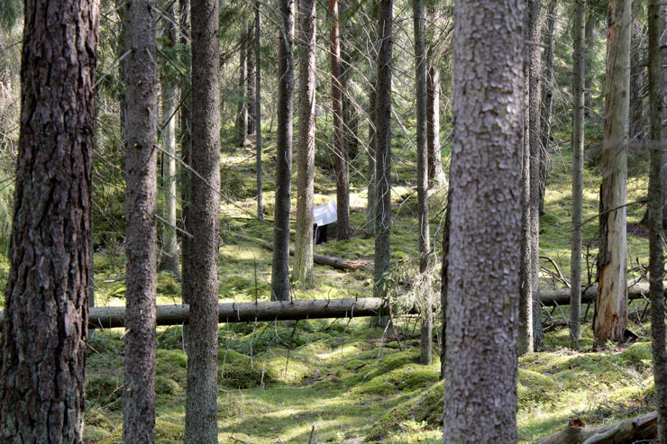 Tät barrskog med många trädstammar, i mitten ett litet tält uppspänt mellan stammarna.