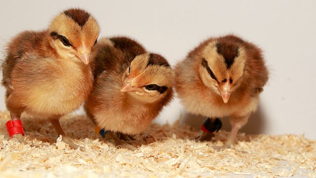 tre kycklingar