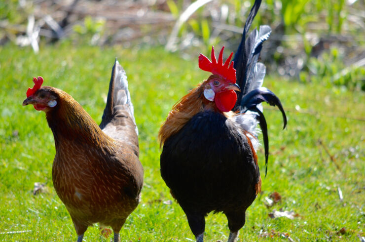 adult junglefowl.