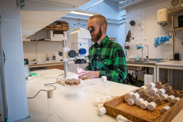 Martin Iinatti Brengdahl undersöker bananflugor i ett mikroskop.