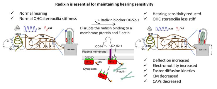 Radixin is essential for maintaining hearing sensitivity.