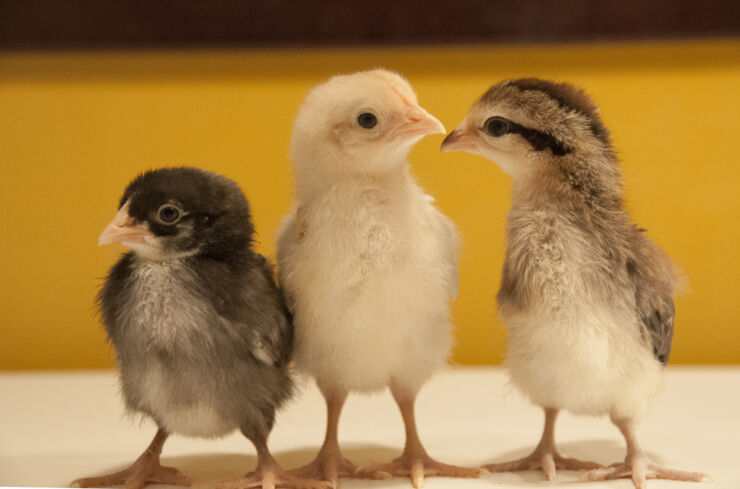 One dark chicken, one yellow and one in mixed colours.