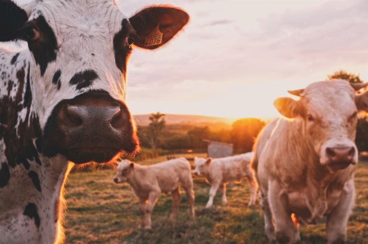 Two cows in the field. Agricultural and farming sector account for 13% of the total greenhouse gas emissions in Sweden.