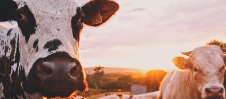 Two cows in the field. Agricultural and farming sector account for 13% of the total greenhouse gas emissions in Sweden.