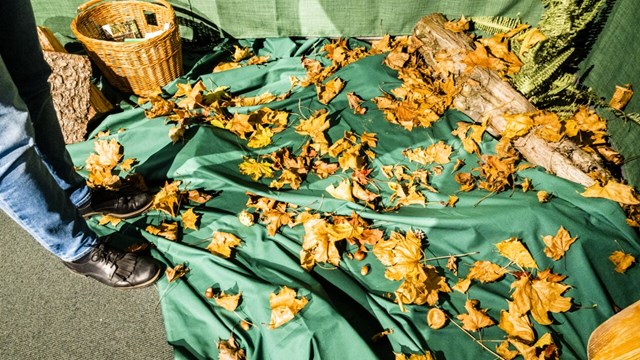 Gula löv ligger på golvet på ett grönt tygstycke