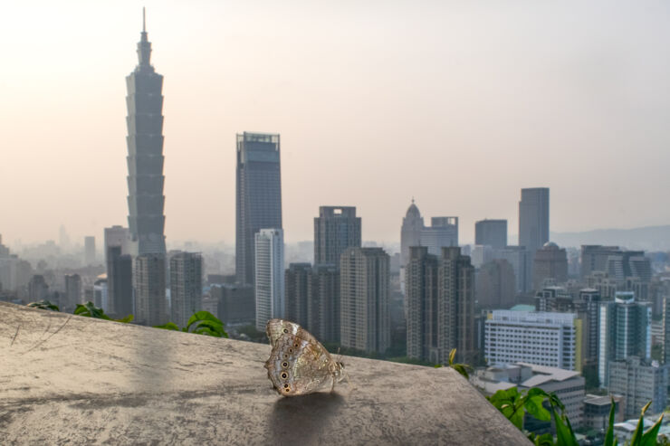 butterfly on rooftop in city