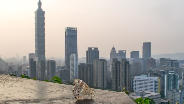 butterfly on rooftop in city