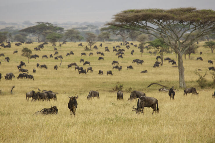 grazing animals in Serengeti national park.