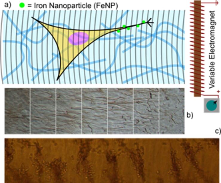 Magnetic-Nanoparticle mediated manipulation of cells in a hydrogel matrix