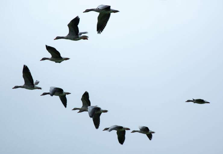 Flyttfåglar i v-formation.