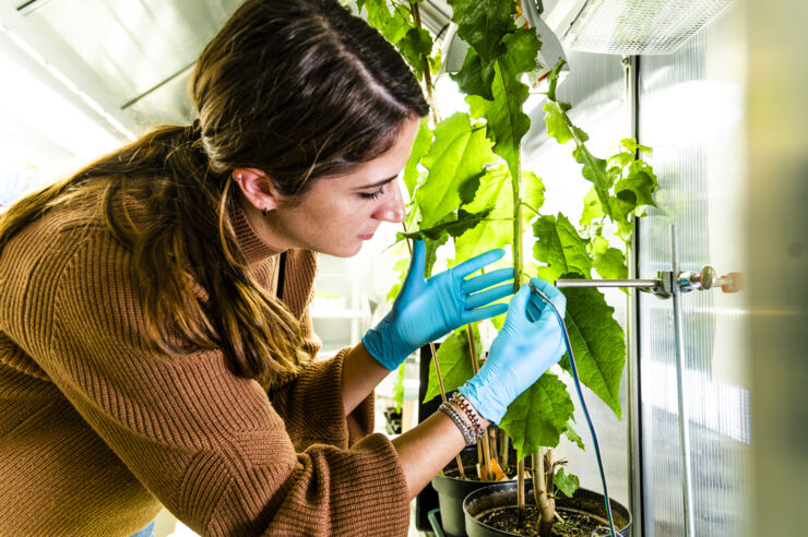 Chiara Diacci installerar en biosensor i växthuset på labbet för elektroniska växter.