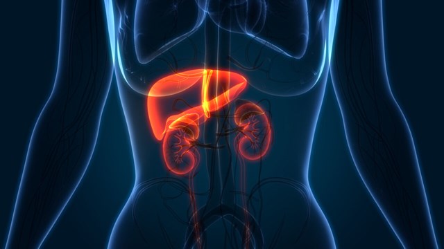 3D illustration of kidneys and liver.