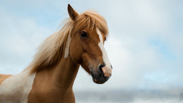 Bild på häst