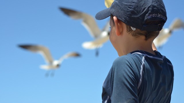 Boy with cap. Birds in the background.