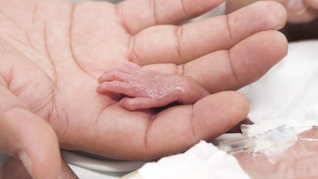 vuxen hand håller ett för tidigt fött barns hand.