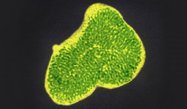 microscope photo meso nanostructured materials.