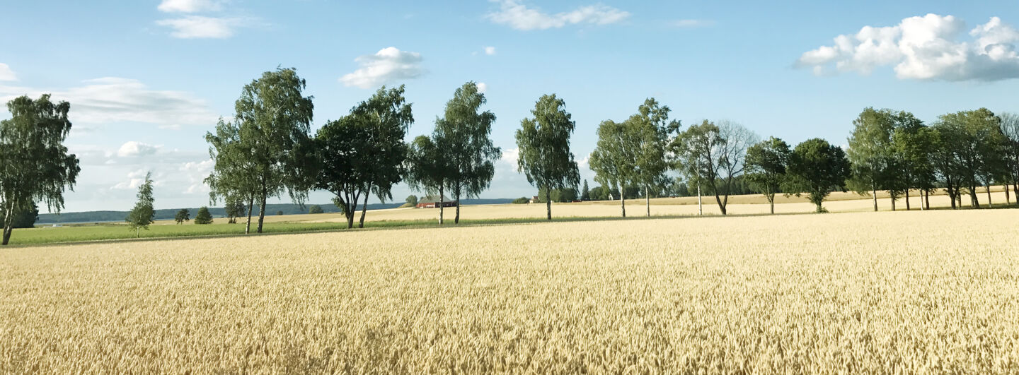 Wheat field. 